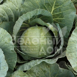 Семена капусты белокочанной Рингтон F1 / Rington F1,80-85 дней купить оптом и в розницу в Украине по выгодной цене