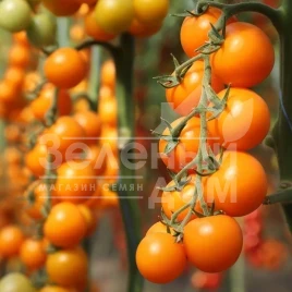 Семена томатов Несси F1 КС 1549 F1 / Nessy F1 (KS 1549 F1),105-115 дней купить оптом и в розницу в Украине по выгодной цене