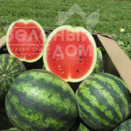 Насіння кавуна Ерлі Джитана F1 / Early Gitana F1,55-65 днів купити оптом і в роздріб в Україні за вигідною ціною