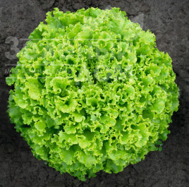 Насіння салату Сементел / Sementel,35-45 днів купити оптом і в роздріб в Україні за вигідною ціною