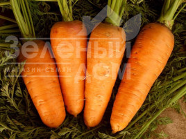 Насіння моркви Шамаре / Chamare,110-120 днів купити оптом і в роздріб в Україні за вигідною ціною