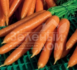 Семена моркови Волкано F1 / Volcano F1,130-145 дней купить оптом и в розницу в Украине по выгодной цене