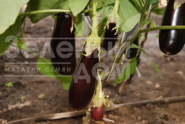 Насіння баклажанів Фабіна F1 / Fabina F1,70-75 днів купити оптом і в роздріб в Україні за вигідною ціною