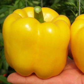 Насіння солодкого перцю Іланга F1 / Ilanga F1 купити оптом і в роздріб в Україні за вигідною ціною