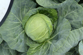 Насіння капусти білокачанної Аліна F1 / Alina F1,45-50 днів купити оптом і в роздріб в Україні за вигідною ціною
