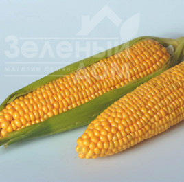 Насіння кукурудзи Тайсон F1 / Tyson F1,80 днів купити оптом і в роздріб в Україні за вигідною ціною