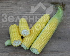 Насіння кукурудзи 1708 F1 / 1708 F1,78 днів купити оптом і в роздріб в Україні за вигідною ціною