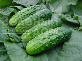 Насіння огірків Алтай F1 / Altaj F1 купити оптом і в роздріб в Україні за вигідною ціною