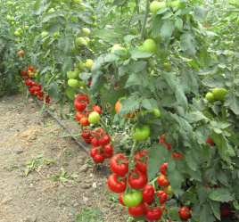 Насіння томатів Наріта F1 / Narita F1 купити оптом і в роздріб в Україні за вигідною ціною