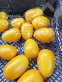 Семена томатов Еллоу Плам F1 / Yellow Plam F1,100 дней купить оптом и в розницу в Украине по выгодной цене