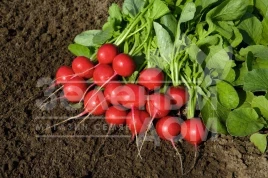 Семена редиса Ровер F1 / Rover F1,18-25 дней купить оптом и в розницу в Украине по выгодной цене
