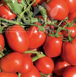 Насіння томатів Дельфо F1 / Delfo F1, 95-100 днів купити оптом і в роздріб в Україні за вигідною ціною