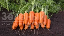 Семена моркови Кумбре F1 / Kumbre F1 купить оптом и в розницу в Украине по выгодной цене
