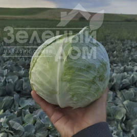 Семена капусты белокочанной Пауэр Слем F1 / Power Slem F1, 75-85 дней купить оптом и в розницу в Украине по выгодной цене