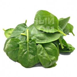 Насіння шпинату Хадсон F1 / Hadson F1 купити оптом і в роздріб в Україні за вигідною ціною