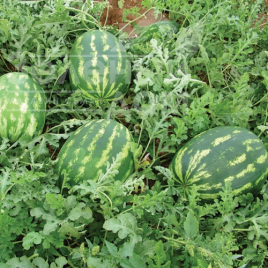 Насіння кавуна Денвер F1 / Denver F1 купити оптом і в роздріб в Україні за вигідною ціною
