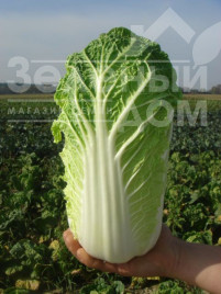 Насіння капусти пекінської Вітімо F1 / Vitimo F1,50-65 днів купити оптом і в роздріб в Україні за вигідною ціною