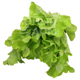 Насіння салату Кірібаті / Kiribati купити оптом і в роздріб в Україні за вигідною ціною