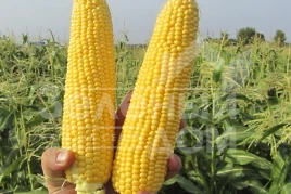 Семена кукурузы ГСС 8529 F1 / GSS8529 F1,80 дней купить оптом и в розницу в Украине по выгодной цене