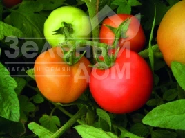 Семена томатов Санька / Sanka купить оптом и в розницу в Украине по выгодной цене