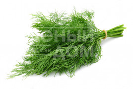 Насіння кропу Луго / Lugo купити оптом і в роздріб в Україні за вигідною ціною