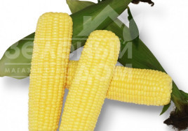 Насіння кукурудзи Шербет F1 / Sherbet F1,75-79 днів купити оптом і в роздріб в Україні за вигідною ціною