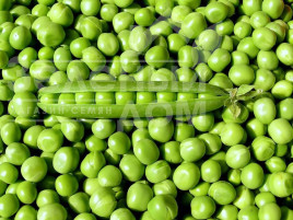 Насіння гороху Авола / Avola купити оптом і в роздріб в Україні за вигідною ціною