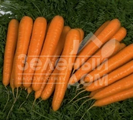 Семена моркови Шугаснекс F1 / Sugarsnax F1,110-120 дней купить оптом и в розницу в Украине по выгодной цене