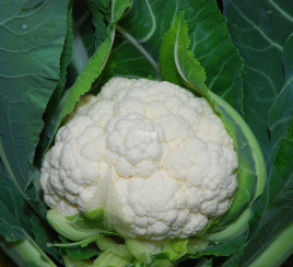 Насіння капусти цвітної Наутілус F1 / Nautilus F1,70-75 днів купити оптом і в роздріб в Україні за вигідною ціною