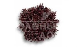 Семена салата Кодекс / Codex купить оптом и в розницу в Украине по выгодной цене