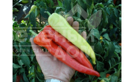 Насіння солодкого перцю Семарог / Semaroh,60-70 днів купити оптом і в роздріб в Україні за вигідною ціною
