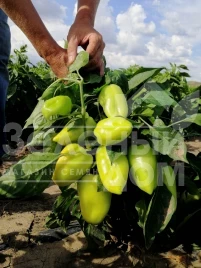 Семена сладкого перца Венера F1 / Venera F1 купить оптом и в розницу в Украине по выгодной цене