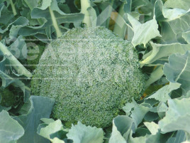 Насіння капусти броколі Лімба / Limba,65-75 днів купити оптом і в роздріб в Україні за вигідною ціною