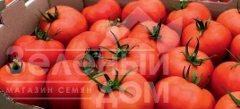 Семена томатов Шахмат F1 / Shakhmat F1, 65-70 дней купить оптом и в розницу в Украине по выгодной цене