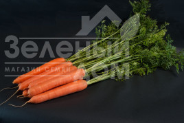 Насіння моркви Санторін F1 / Santorin F1,120 днів купити оптом і в роздріб в Україні за вигідною ціною