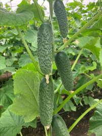 Насіння огірків Ельвінара F1 / Elvinara F1 купити оптом і в роздріб в Україні за вигідною ціною