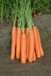 Семена моркови Морелия F1 / Morelia F1,120-130 дней купить оптом и в розницу в Украине по выгодной цене