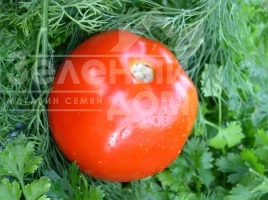 Семена томатов Катюша Нова F1 / Katiusha Nova F1, 80-85 дней купить оптом и в розницу в Украине по выгодной цене