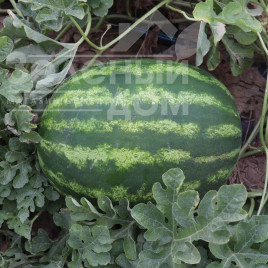 Насіння кавуна Бомбер F1 / Bomber F1 купити оптом і в роздріб в Україні за вигідною ціною