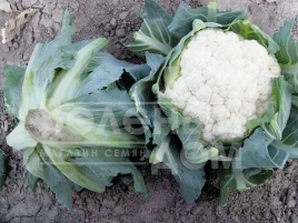 Семена капусты цветной Телержи F1 / Telerzhi F1,75-80 дней купить оптом и в розницу в Украине по выгодной цене