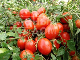 Насіння томатів Теріон / Terion купити оптом і в роздріб в Україні за вигідною ціною
