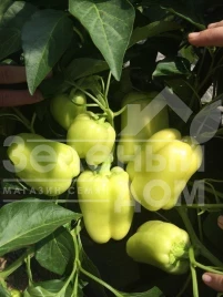 Семена сладкого перца Ирен F1 / Iren F1,65 дней купить оптом и в розницу в Украине по выгодной цене