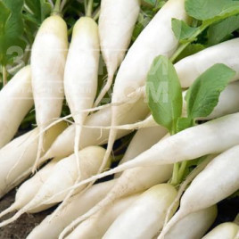 Насіння редьки КС 100  F1 / KS 100  F1 купити оптом і в роздріб в Україні за вигідною ціною