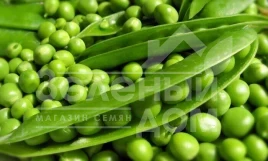 Семена гороха Болеро / Bolero купить оптом и в розницу в Украине по выгодной цене