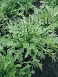 Насіння руколи Грація / Grazia купити оптом і в роздріб в Україні за вигідною ціною