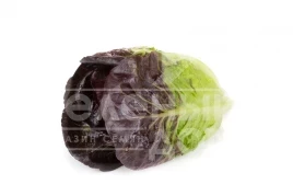 Семена салата Алайн / Alaine купить оптом и в розницу в Украине по выгодной цене