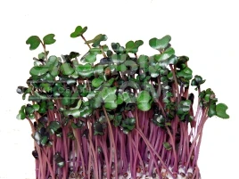 Насіння мікрогріну Мікрогрін Капуста червонокачанна / Microgreen Cabbage red купити оптом і в роздріб в Україні за вигідною ціною