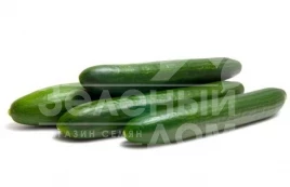 Семена огурцов Виста F1 / Vista F1,45-50 дней купить оптом и в розницу в Украине по выгодной цене