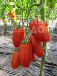 Насіння томатів Поззано F1 / Pozzano F1,105-115 днів купити оптом і в роздріб в Україні за вигідною ціною