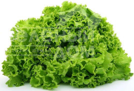 Насіння салату Фрістіна / Fristina купити оптом і в роздріб в Україні за вигідною ціною